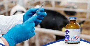 Üreticilere şap aşısı uyarısı
