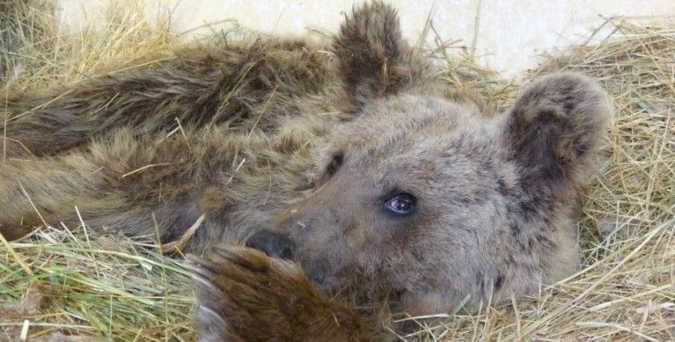 Silahla yaralanan ayı tedavi altına alındı