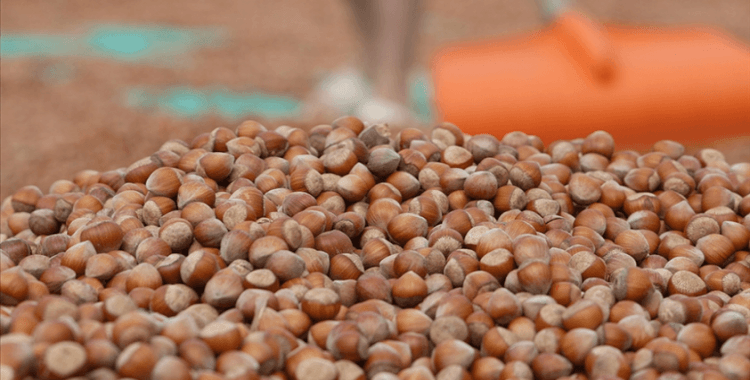 Türkiye'den Almanya'ya 85 bin tonu aşkın fındık ihraç edildi