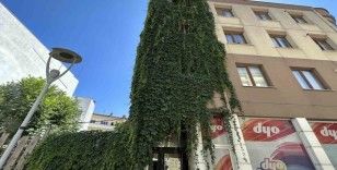 Apartmanı saran sarmaşıklar dikkat çekiyor
