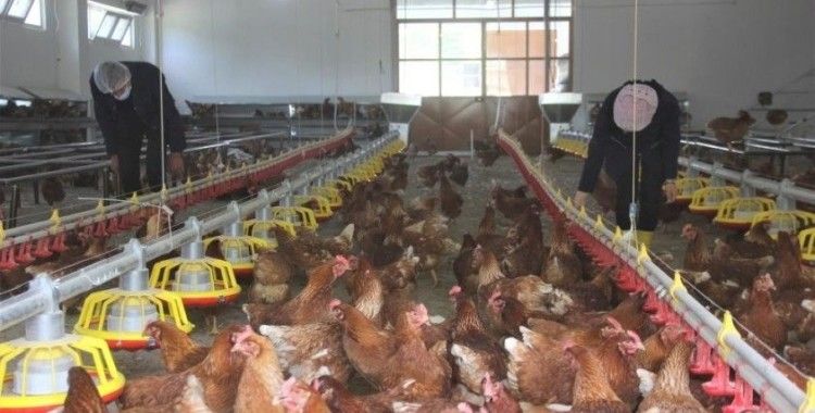 Tavuk eti üretimi yüzde 3,3 arttı
