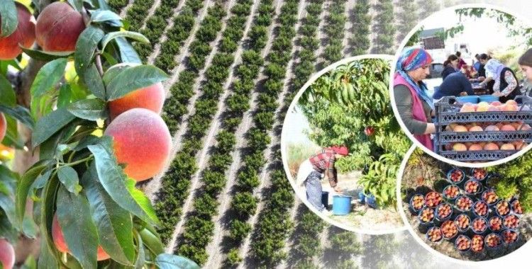 Pamukkale’de şeftali hasadı başladı
