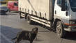 Bağcılar'da köpeği kamyonete iple bağlayan sürücüye para cezası