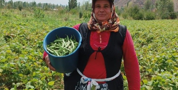 (ÖZEL) Şuhut’ta hasadı yapılan fasulye fiyatıyla üreticisinin yüzünü güldürdü