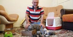 Anne kedi çöpe bırakılan 5 yavru kediye annelik yapıyor
