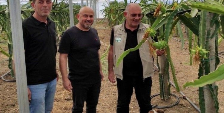 Mudanya’da ejder meyvesi yetiştirdi
