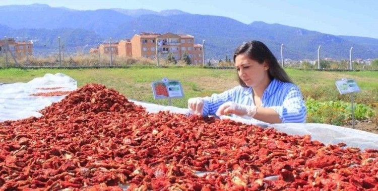 Honaz’ın ata tohumu domatesleri kurutularak değerlendiriliyor
