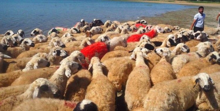 Malatya’da koç katımı şenliği düzenlendi
