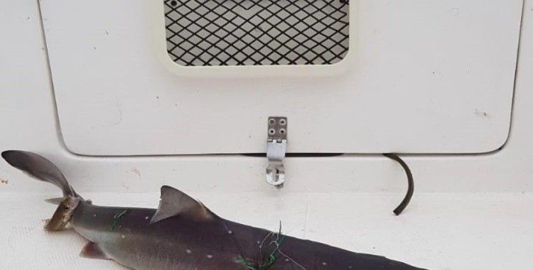 İstavrite niyet etti köpekbalığı yakaladı
