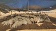 Elazığ’da çiftçiler 40 bin lira maaşa çoban bulunmuyor
