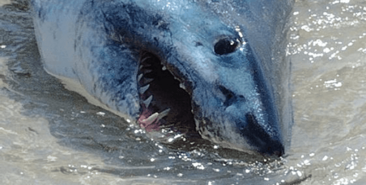 Kıyıya vuran köpek balığını kuyruğundan çekerek okyanusa bıraktılar