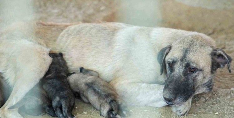 Tarsus’ta uçurumun kenarında mahsur kalan köpek ve yavruları belediye ekiplerince kurtarıldı
