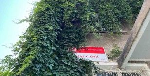 (ÖZEL) Sarmaşıla sarılı cami kuşlara yuva oluyor
