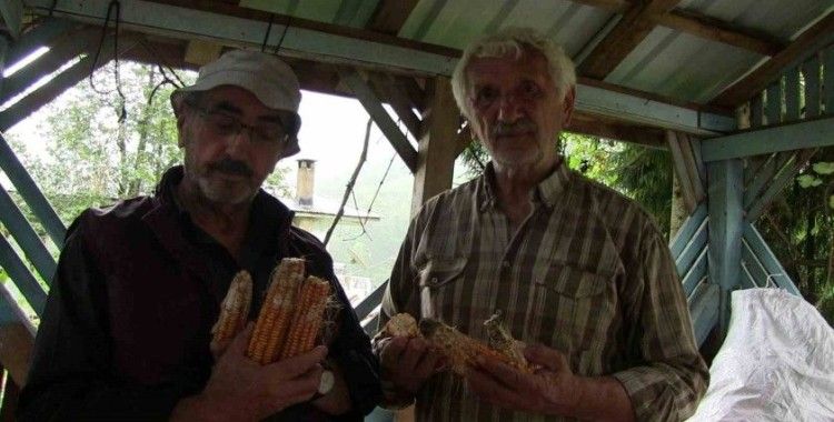 Artvin’de kahverengi kokarca böeceği istilası
