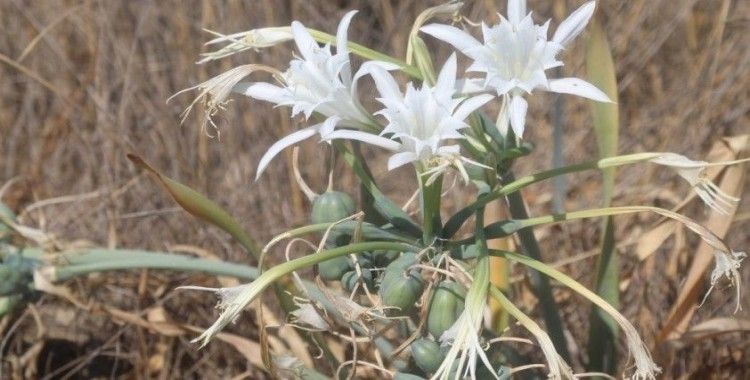 Pamucak’ın beyaz gelinleri can çekişiyor
