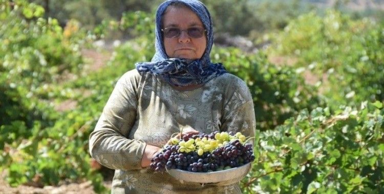 Uşak’ta bağ bozumu başladı
