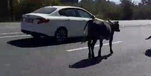 Büyükbaş hayvanlar sürücülere zor anlar yaşattı
