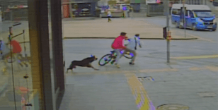 Sakarya'da sahipsiz köpekten kaçan bisikletli çocuğun yayaya çarpması kamerada