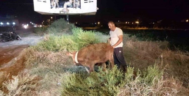 Kuyuya düşen dana itfaiye ekipleri tarafından kurtarıldı
