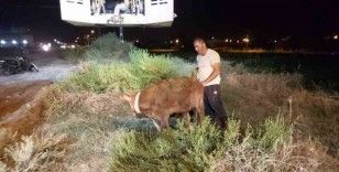 Kuyuya düşen dana itfaiye ekipleri tarafından kurtarıldı
