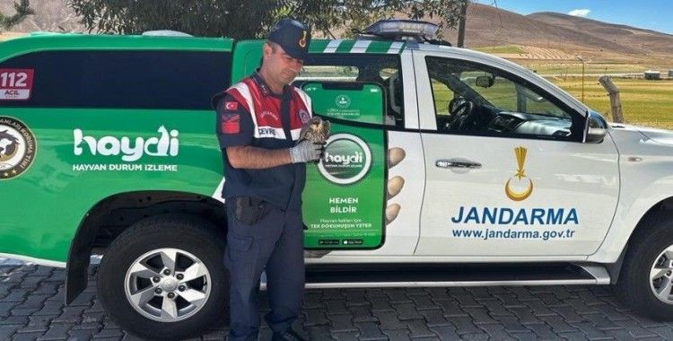 Jandarma yaralı yavru Doğan’a sahip çıktı