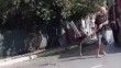 Arnavutköy’de yola sarkan ağacın dallarına çarpan kamyon şoförüne böyle saldırdılar
