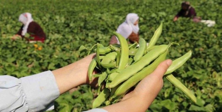 Van’ın ‘Gevaş fasulyesi’ tescillendi
