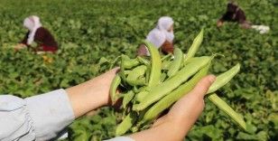 Van’ın ‘Gevaş fasulyesi’ tescillendi
