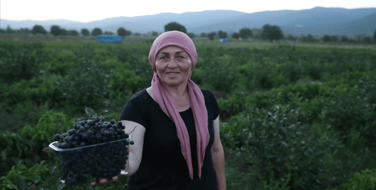 Kadın muhtar "süper meyve"yi köyüne kazandırdı