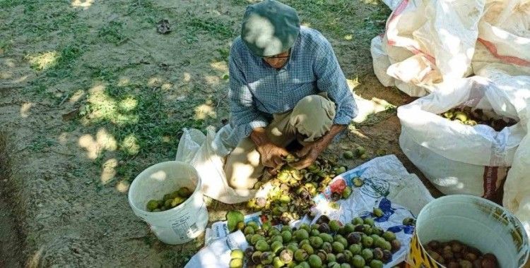 Aydın’da ceviz hasadı başladı
