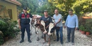 Jandarma çalınan büyükbaşları bularak sahibine teslim etti
