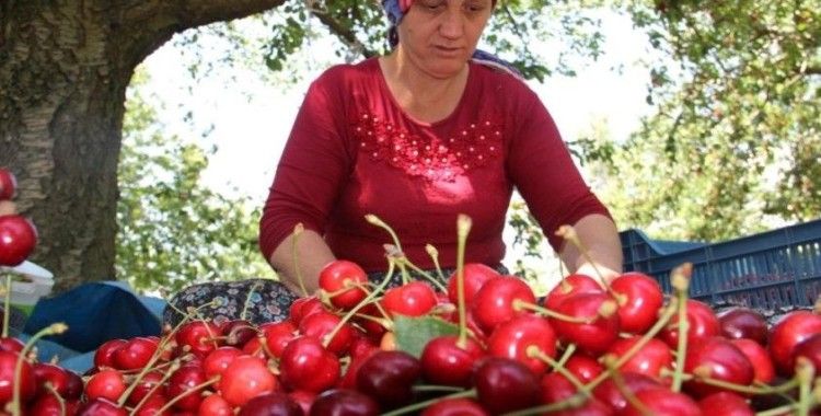 Olumsuz iklim şartlarına rağmen kiraz ve domates ihracatında rekor

