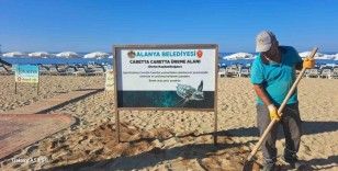 Alanya Belediyesinden caretta carettalara özel çalışma
