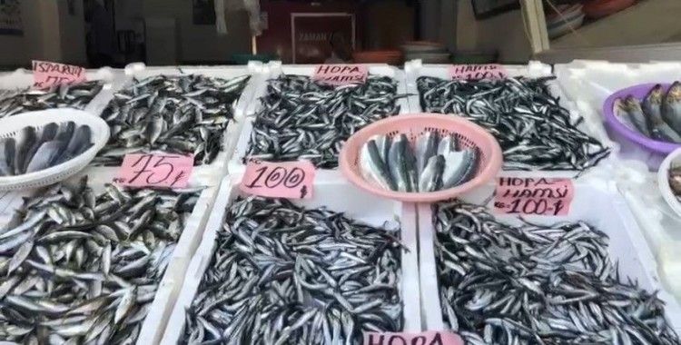 Sezonun ilk yerli hamsisi 100 TL’den tezgahtaki yerini aldı
