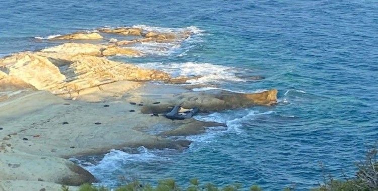 Foça'da ticari taksiyle göçmen kaçakçılığında 13 tutuklama