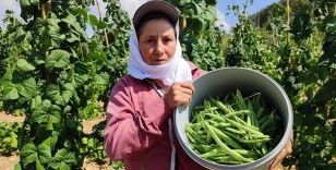 Meşhur Çameli fasulyesinde hasat devam ediyor
