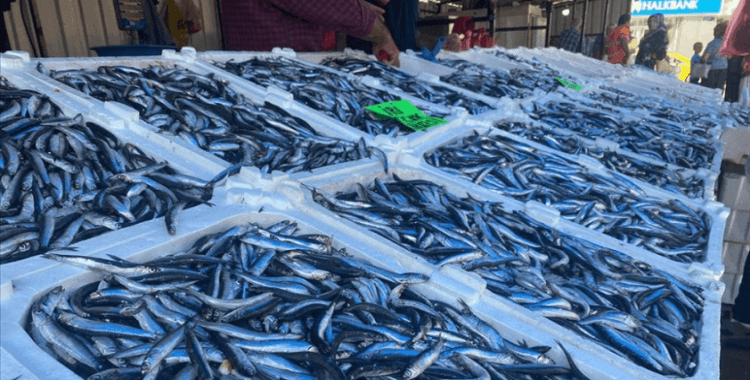 Zonguldak'ta deniz suyunun sıcaklığı balık miktar ve fiyatını olumsuz etkiliyor