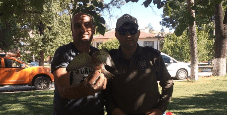 Yaralı atmaca tedavi altına alındı