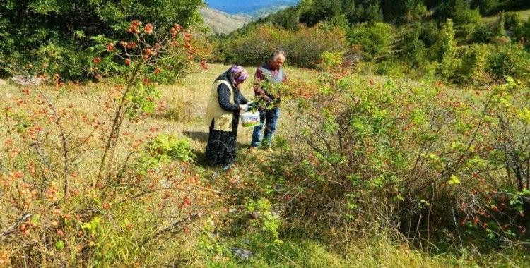 Posof’ta kış hazırlıkları