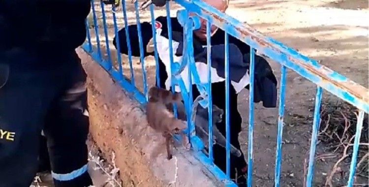 Demir korkuluğa sıkışan kedi kurtarıldı