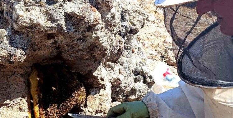 Dedesinden öğrendiği yöntemle balı ’taş’tan çıkarıyor
