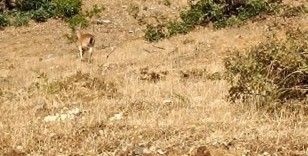 Sarım Çayında yaban keçileri görüntülendi
