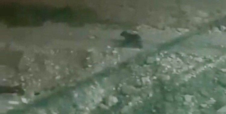 Ayılar, ilçe merkezine indi
