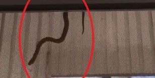 Evin içerisine giren yılan perdeden süzülerek inmeye çalıştı