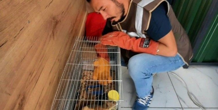 İşyerinde beslenen sincap koruma altına alındı
