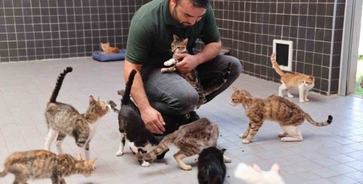 Bin 560 sokak hayvanının bakımı yapıldı, 196’sı sahiplendirildi
