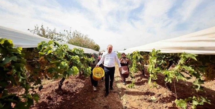 Salkım güvesiyle mücadele tarla gününde anlatıldı
