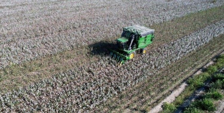 Bir zamanların pamuk diyarı artık tropikal ürünlerle anılıyor