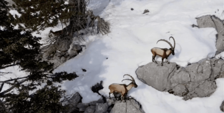 Antalya'da yaban keçisi sürüsü görüntülendi