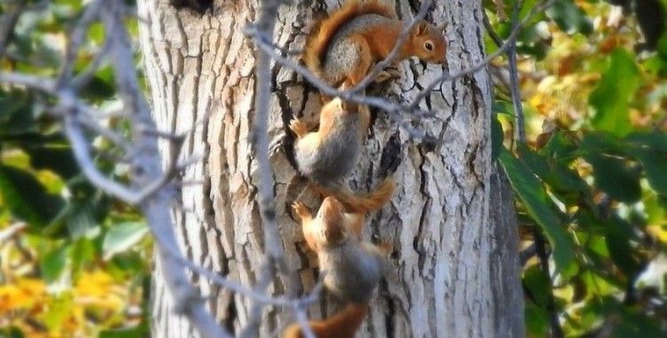Sincap ailesi bu kış aç kalmayacak
